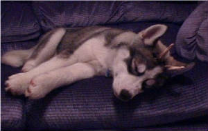 HudsonsHuskies-Aries-Puppy.jpg